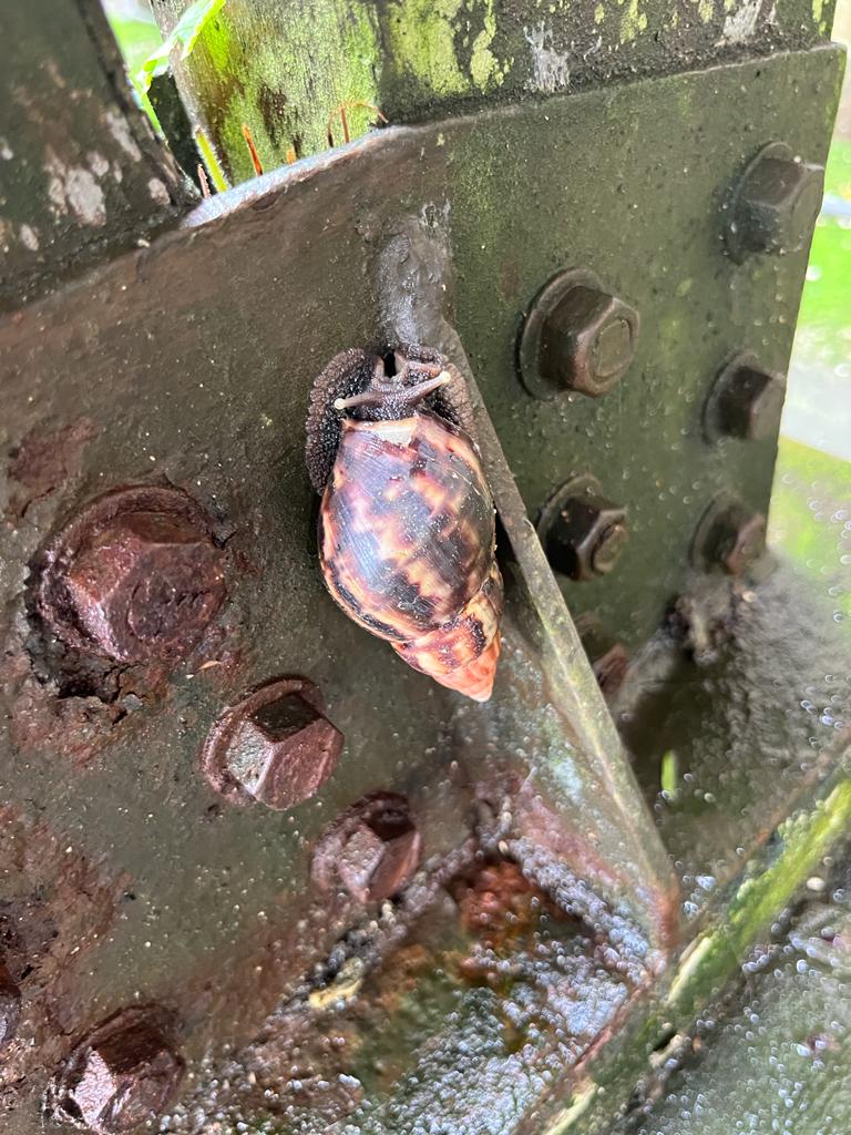 SALIDA DE CAMPO - CASA DE NIÑOS II (1)